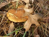 Suillus punctipes image