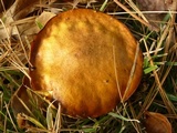 Suillus punctipes image