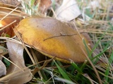 Suillus punctipes image