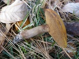 Suillus punctipes image