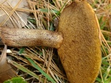 Suillus punctipes image