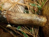 Suillus punctipes image