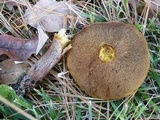 Suillus punctipes image