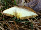 Suillus punctipes image