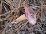 Chroogomphus vinicolor image