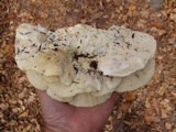 Climacodon septentrionalis image