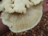 Climacodon septentrionalis image