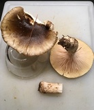 Hygrophorus fuligineus image