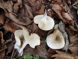 Clitocybe compressipes image