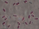 Lentinus tigrinus image