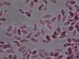 Lentinus tigrinus image