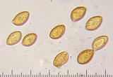 Cortinarius variosimilis image