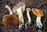 Cortinarius variosimilis image