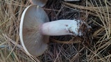 Lactarius imperceptus image
