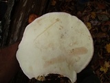 Fomitopsis ochracea image
