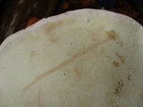 Fomitopsis ochracea image