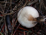 Rhodocollybia butyracea image