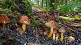 Hygrocybe psittacina var. perplexa image