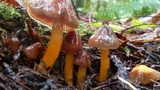 Hygrocybe psittacina var. perplexa image