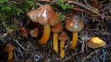 Hygrocybe psittacina var. perplexa image