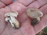 Hebeloma excedens image
