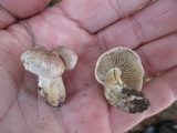 Hebeloma excedens image