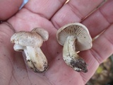 Hebeloma excedens image