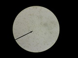 Hebeloma excedens image