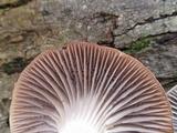 Hygrocybe lacmus image
