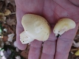 Hygrophorus flavodiscus image