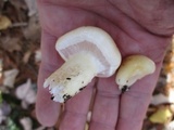 Hygrophorus flavodiscus image
