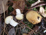 Hygrophorus flavodiscus image