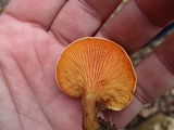 Hygrophoropsis aurantiaca image