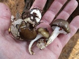 Hygrophorus fuligineus image