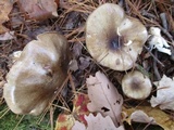 Hygrophorus fuligineus image