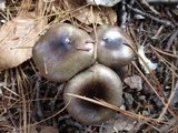 Hygrophorus fuligineus image