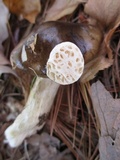 Hygrophorus fuligineus image