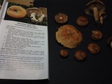 Lactarius rubrilacteus image