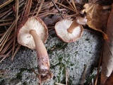 Rhodocollybia butyracea image