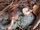 Rhodocollybia butyracea image