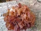 Phaeotremella frondosa image