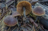 Macrocystidia cucumis image