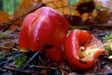 Hygrocybe punicea image