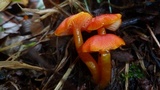 Hygrocybe miniata image