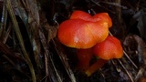 Hygrocybe miniata image