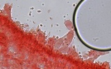 Mycena rosella image