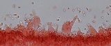 Mycena rosella image