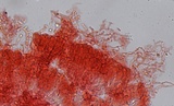 Mycena rosella image