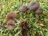 Entoloma ortonii image