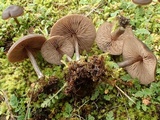 Entoloma ortonii image
